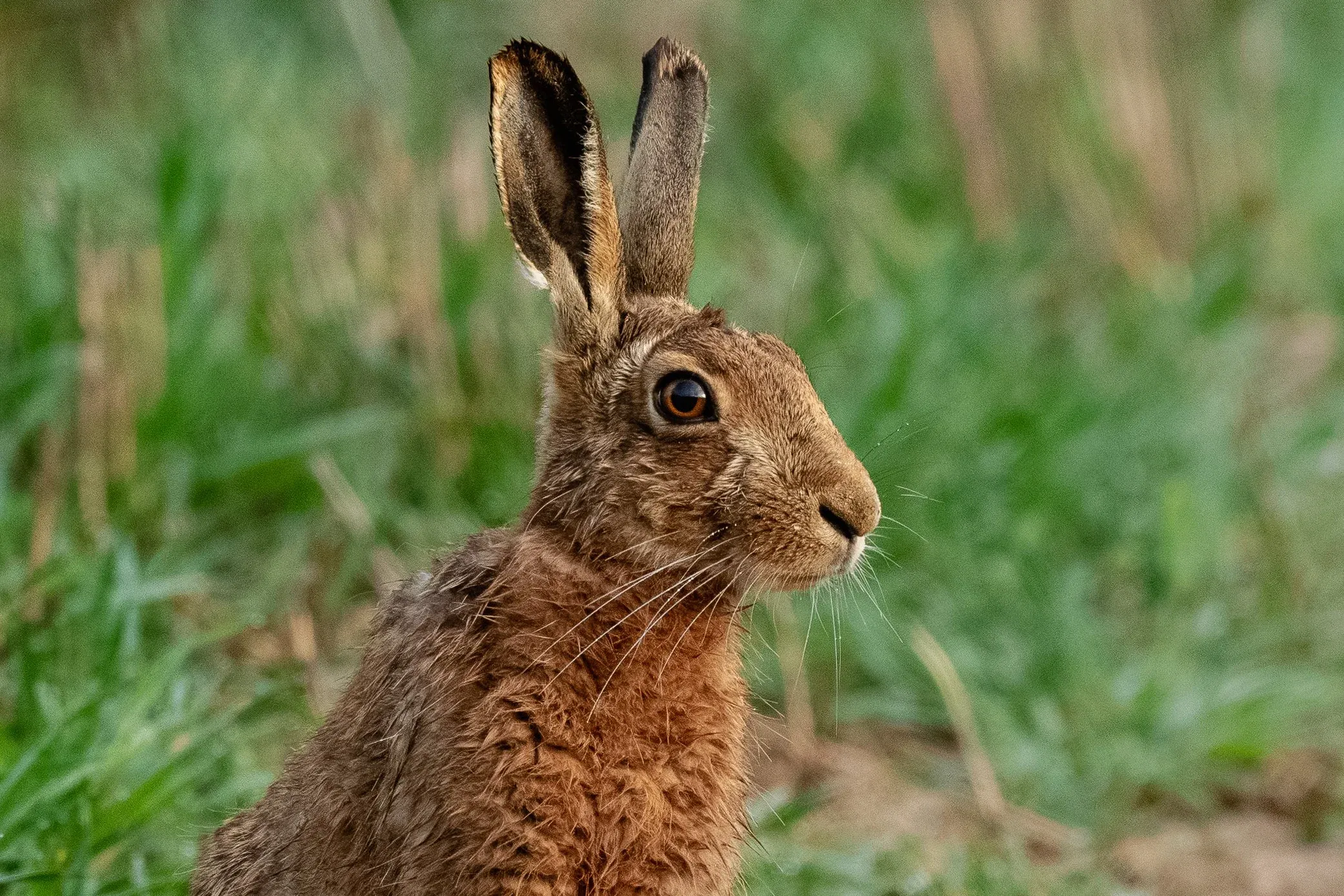 A brown hare sitting alert in long grass, ears up, looking towards the camera.