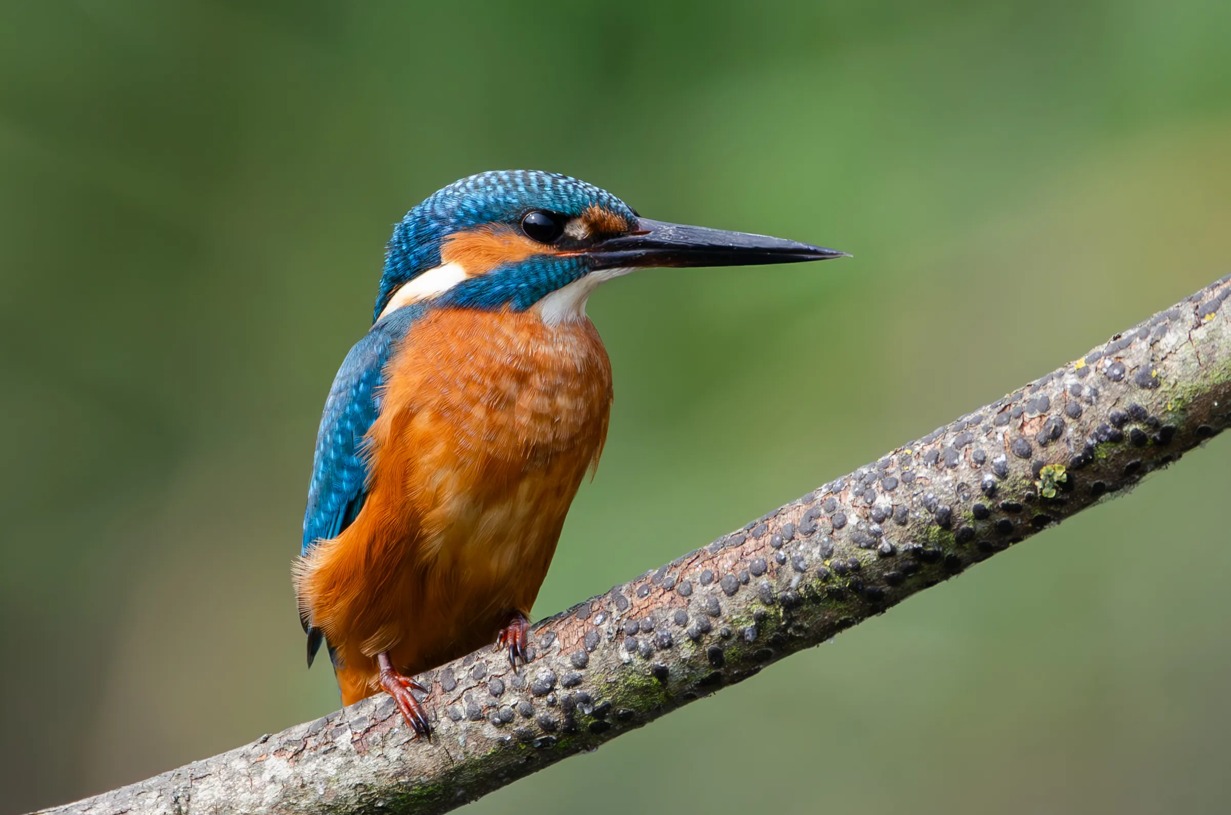 A kingfisher perched on a lichen-covered branch, blue and orange plumage sharp against a soft green background.