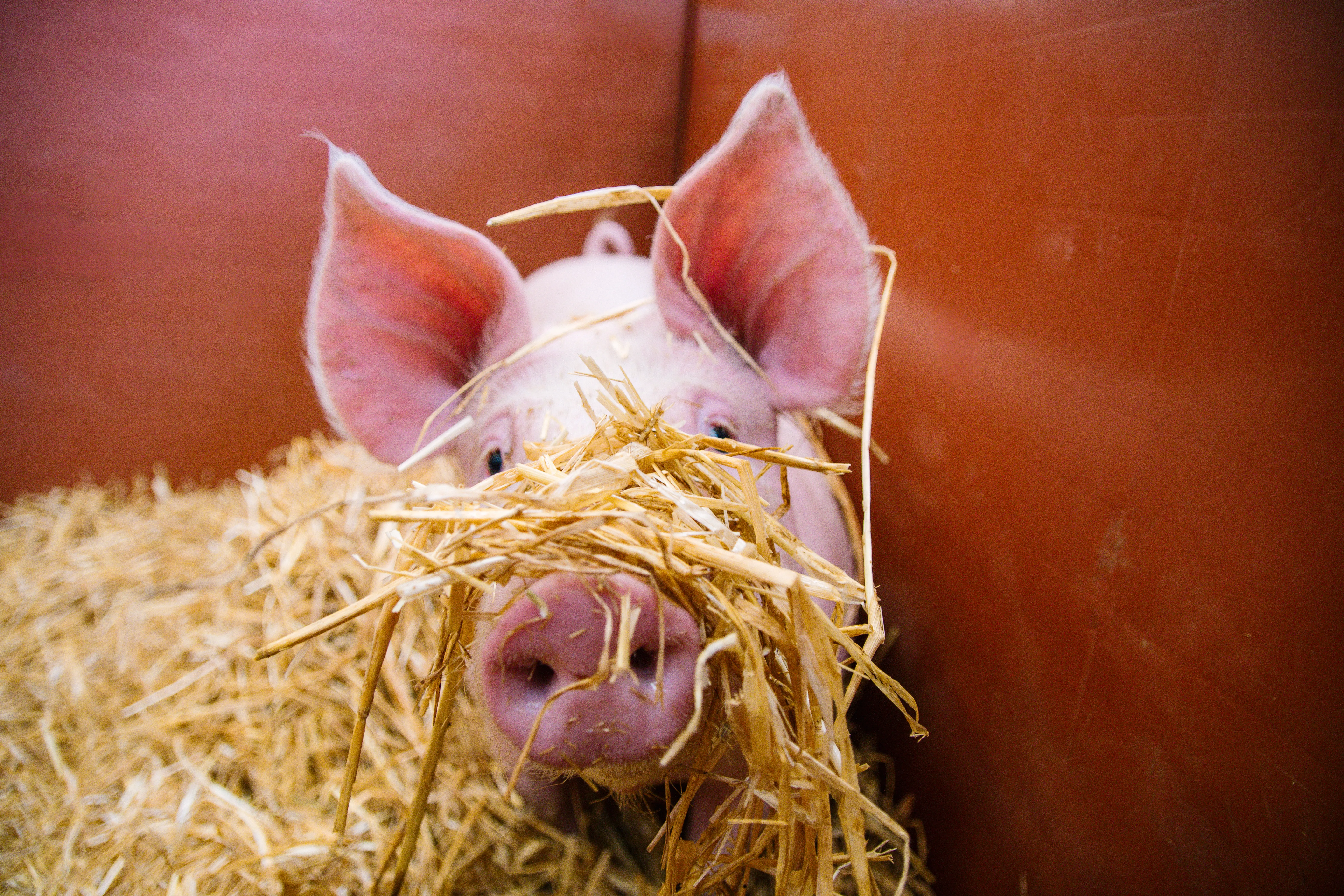 A pig nestled in straw in its pen, ears forward and snout raised.
