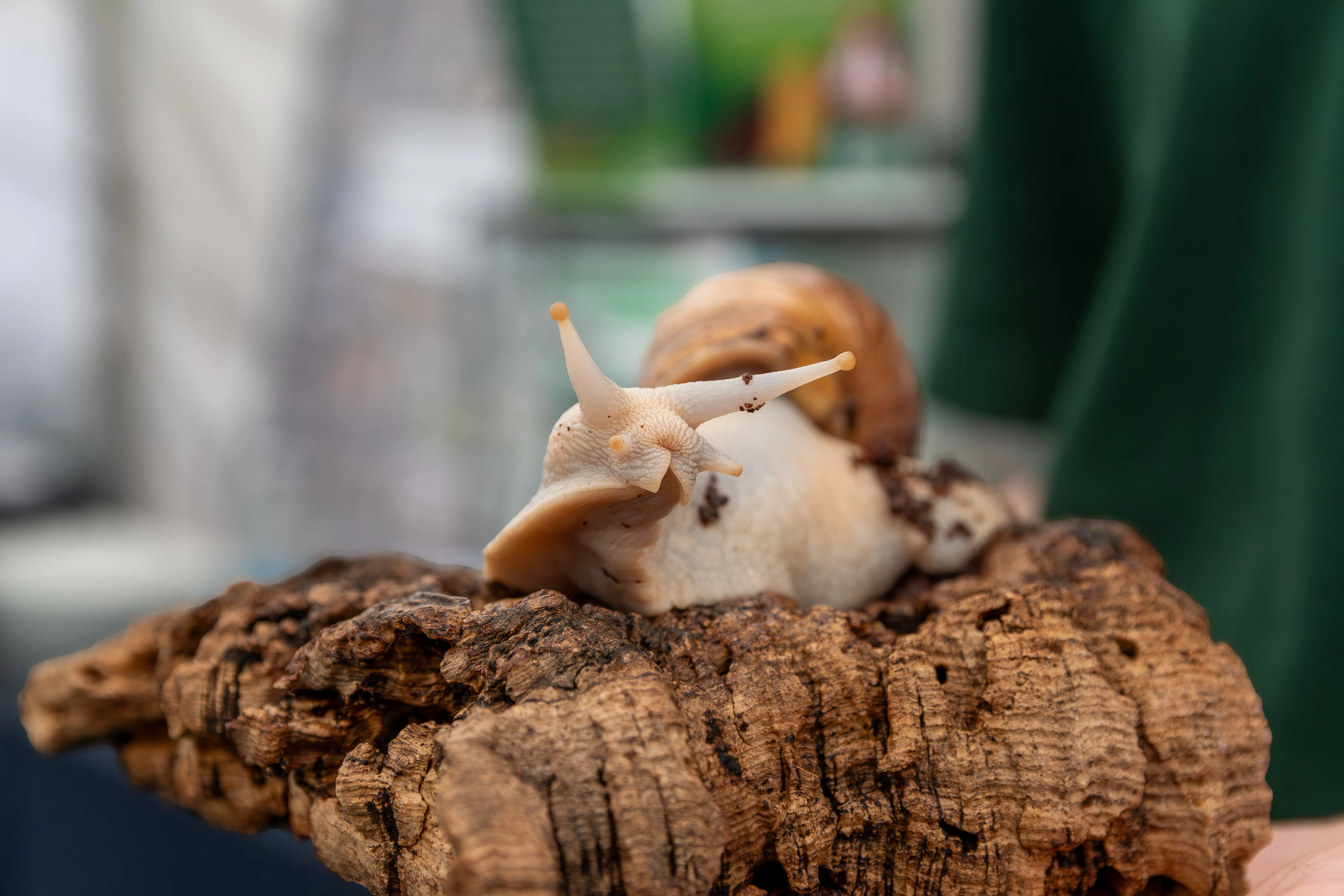 A snail climbing over a piece of bark at the discovery zone.