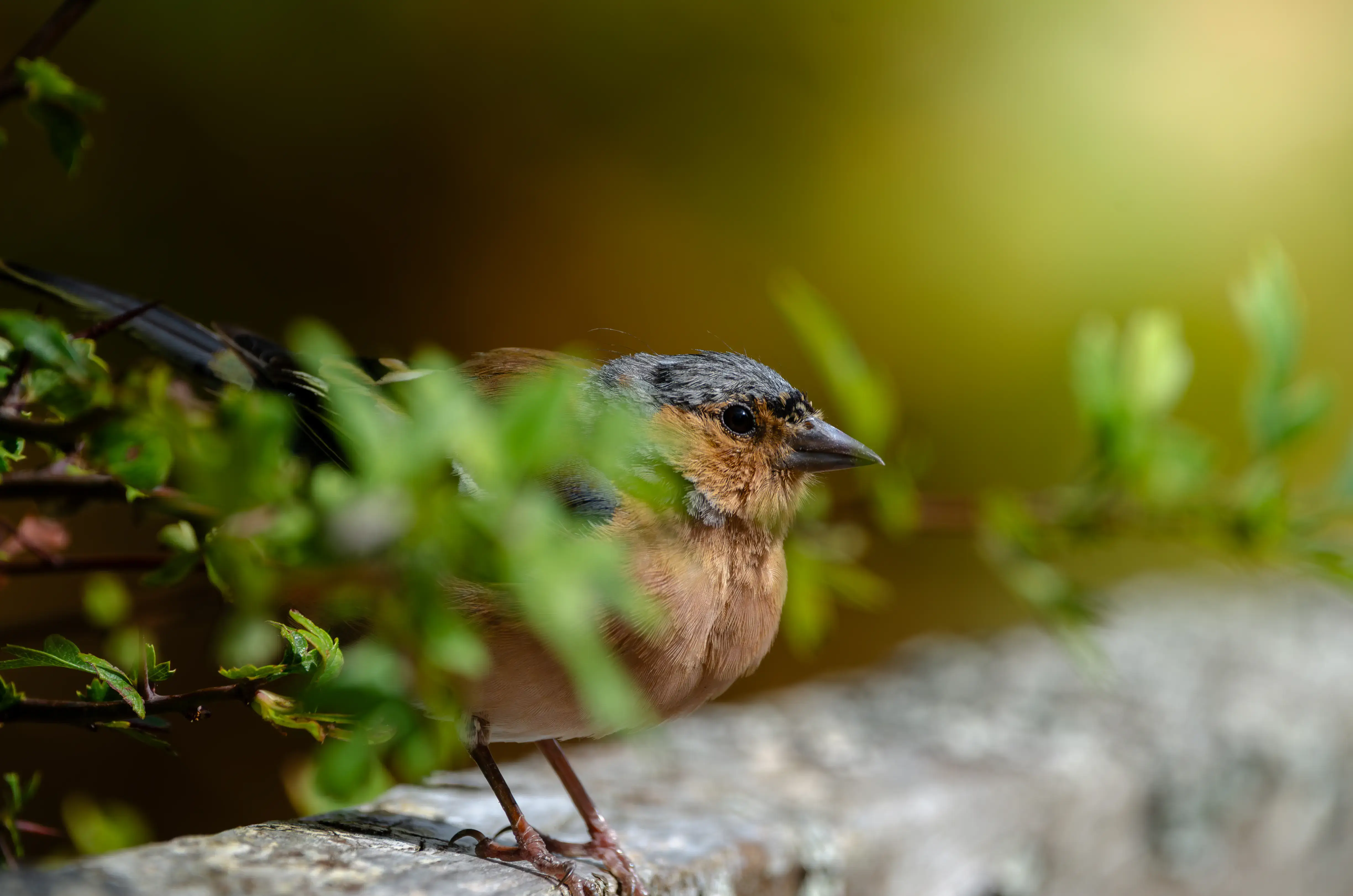 A close up of a bird on a fence post