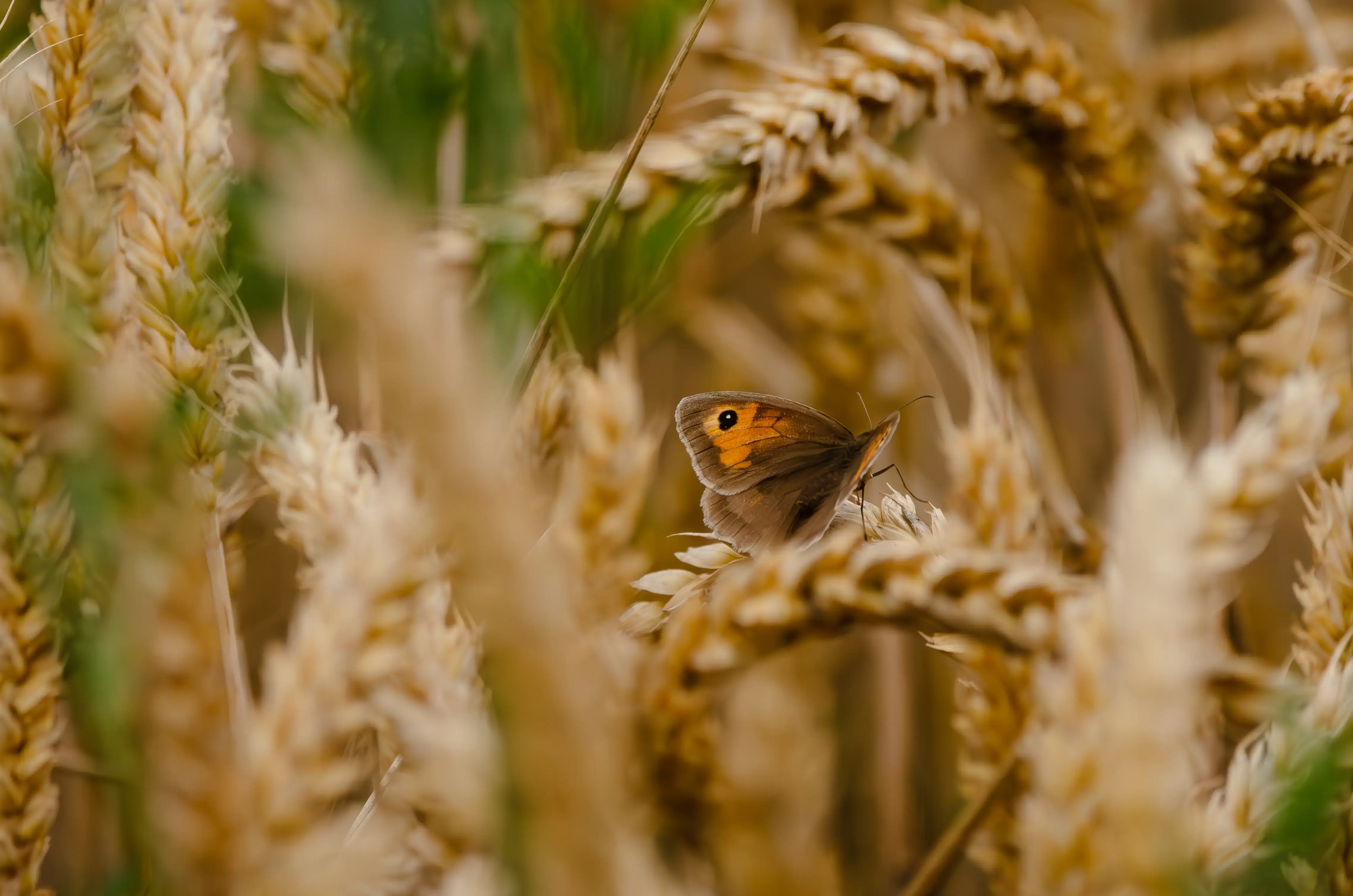 A butterfly in a wheat field on a summer day