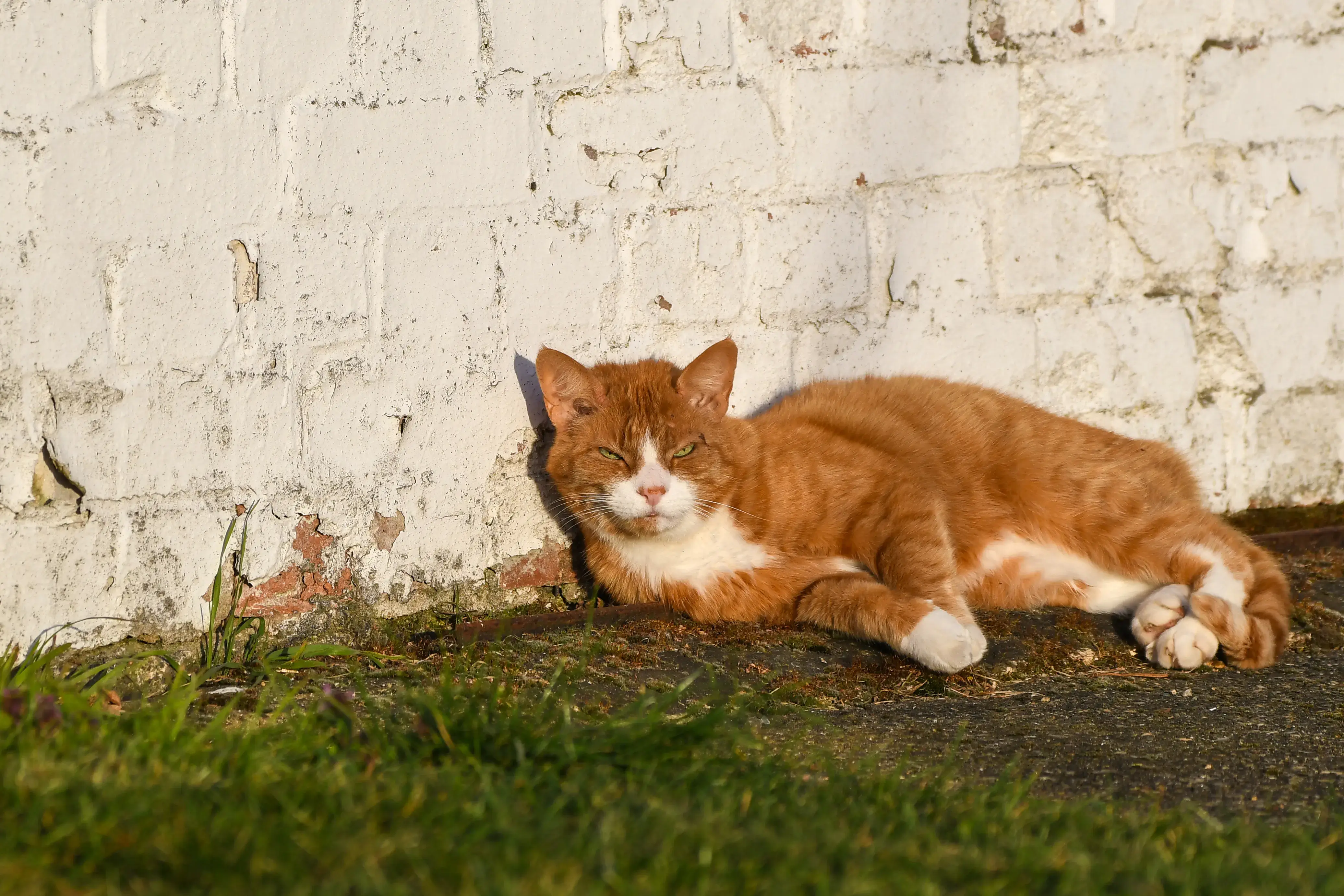 A cat sleeping in the sun next to a barn