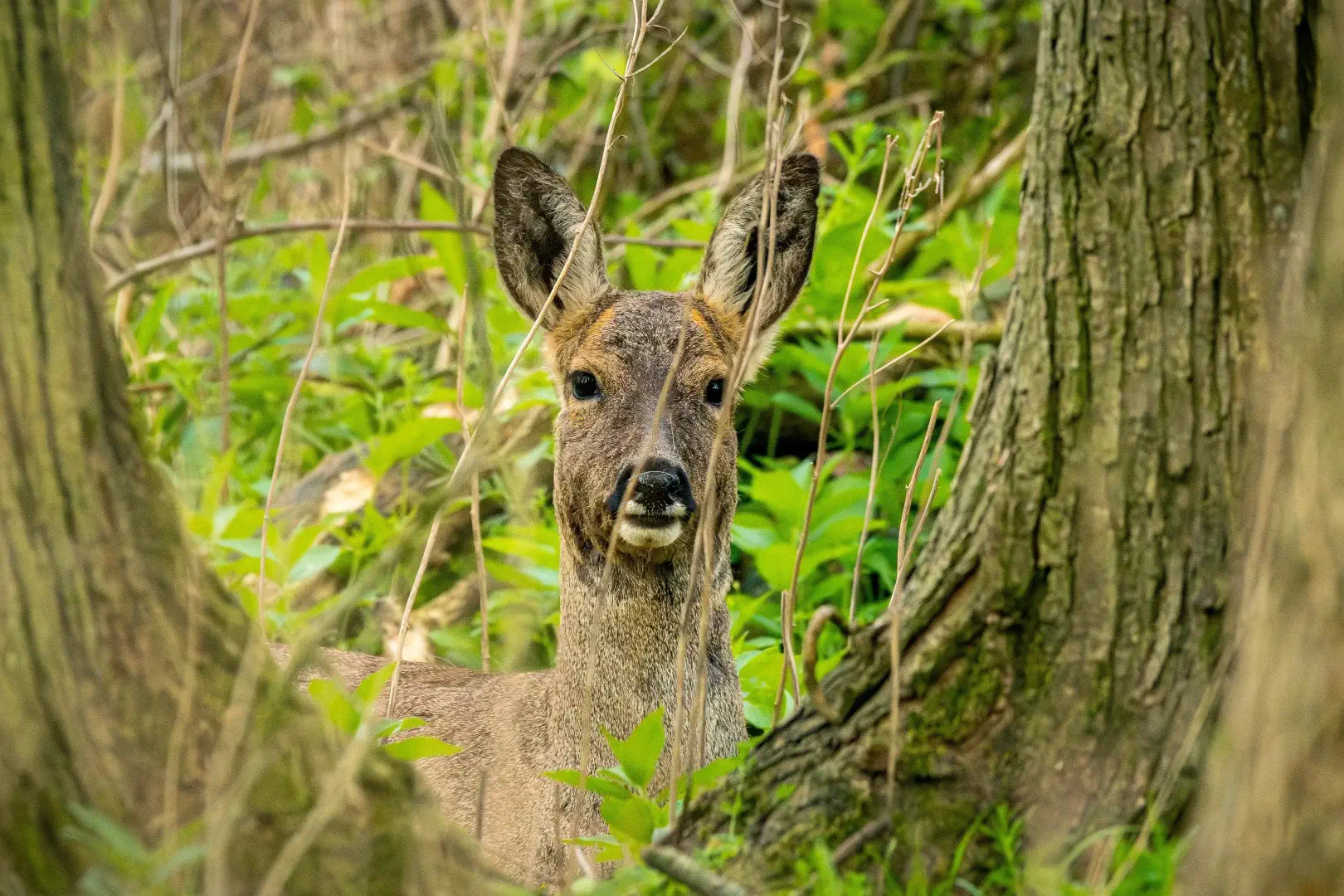 A deer in the woods looking directly at the camera