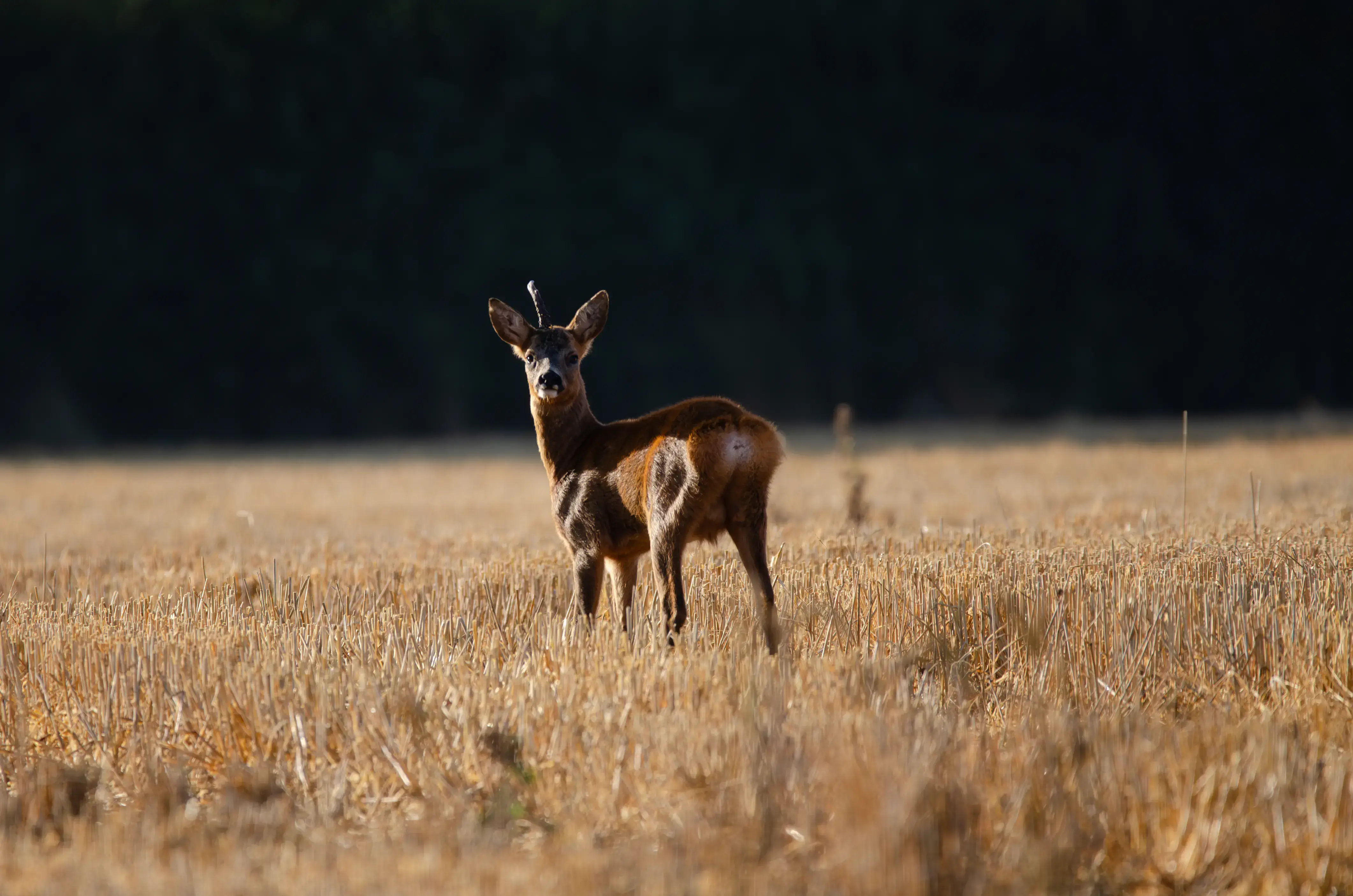 A deer in a summer field turns to look into the camera