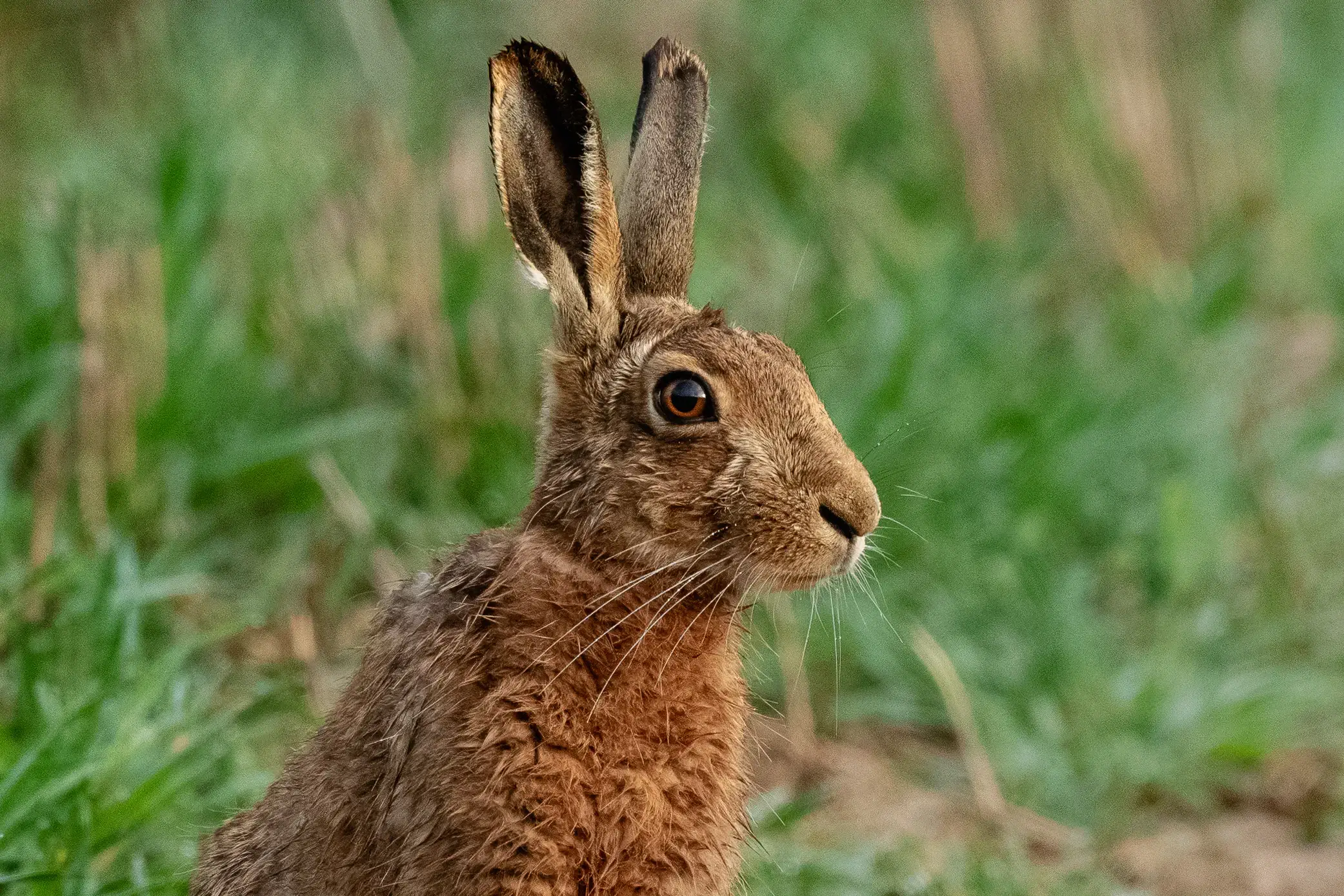 A close-up of a hare in a spring field