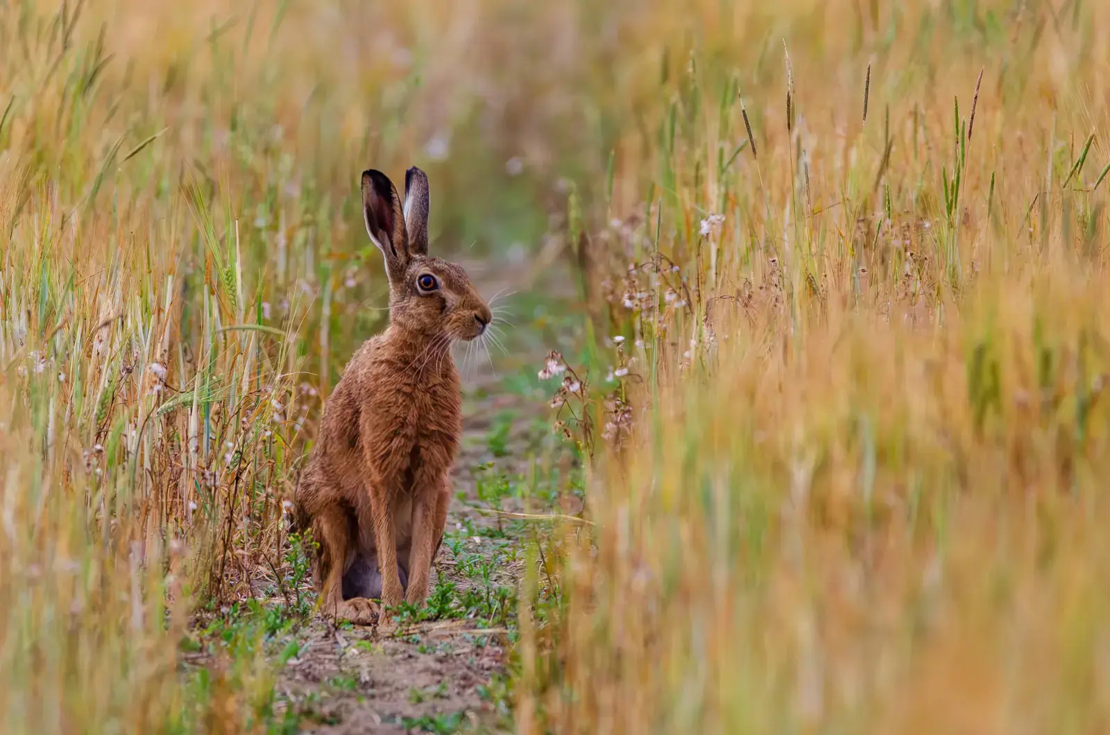 A hare sitting in a tractor track in a Suffolk field