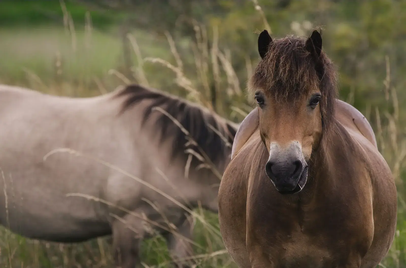 Horses/ponies in a field grazing