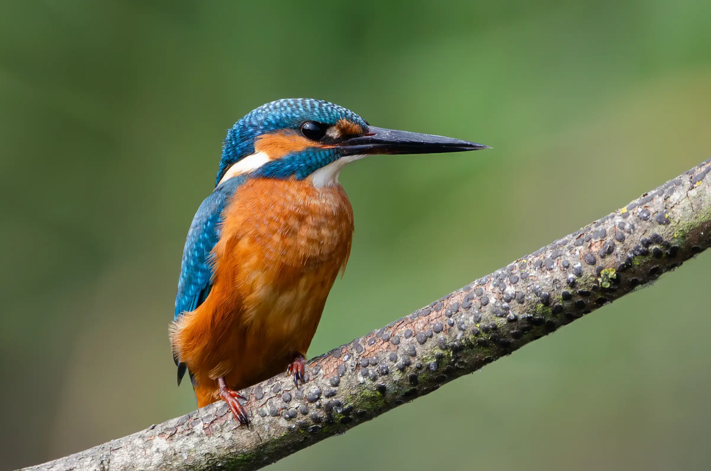 A beautiful, vibrant kingfisher perched on a branch