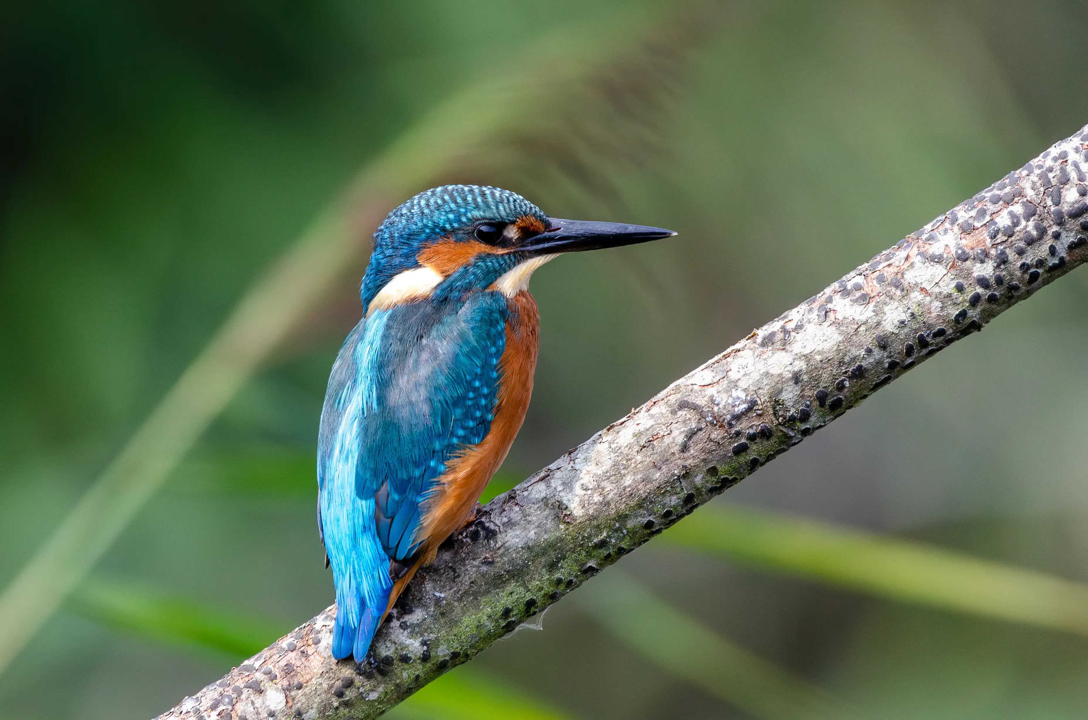 A kingfisher perched on a branch