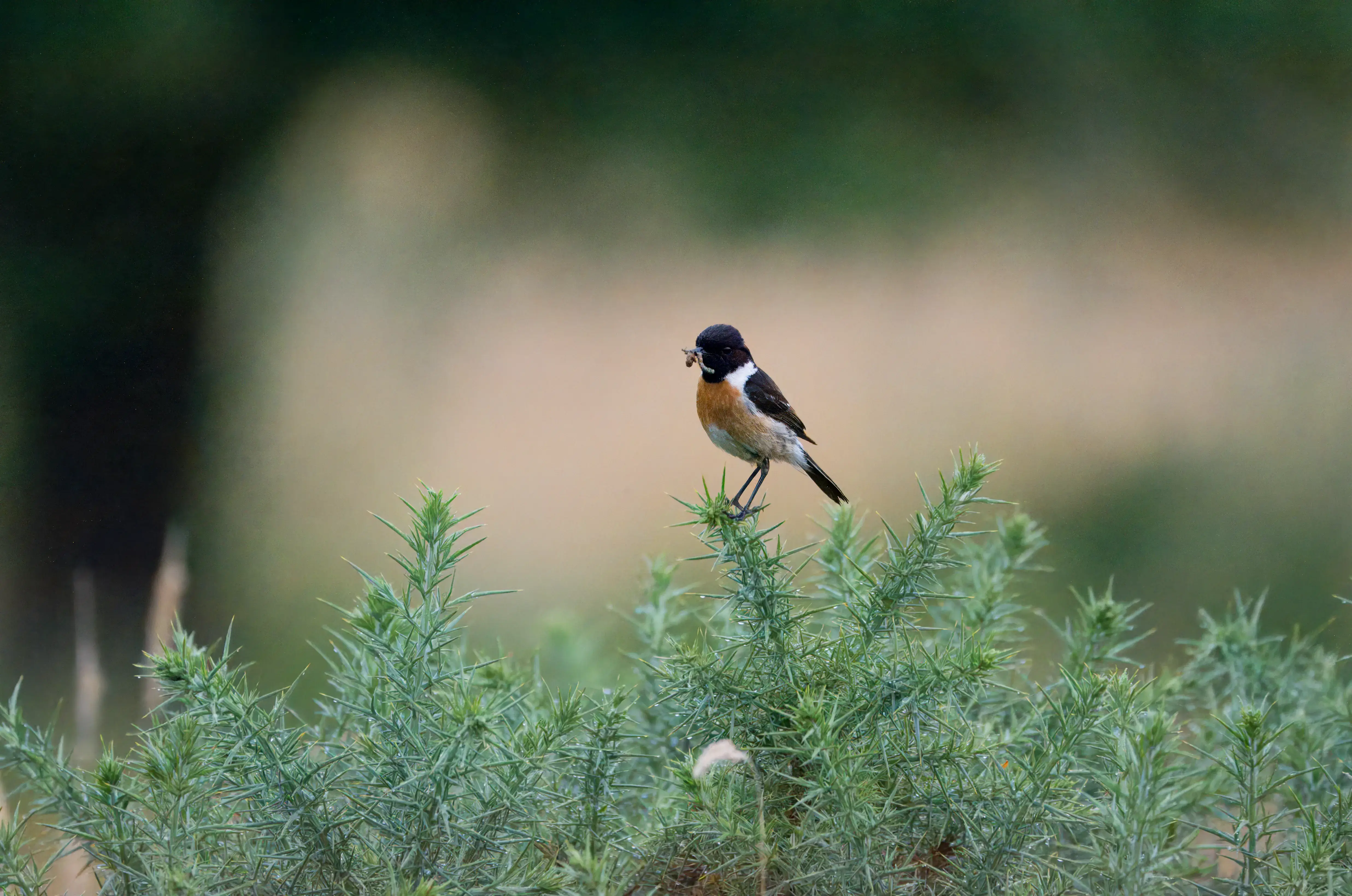 A stonechat holding a worm on the top of a bush