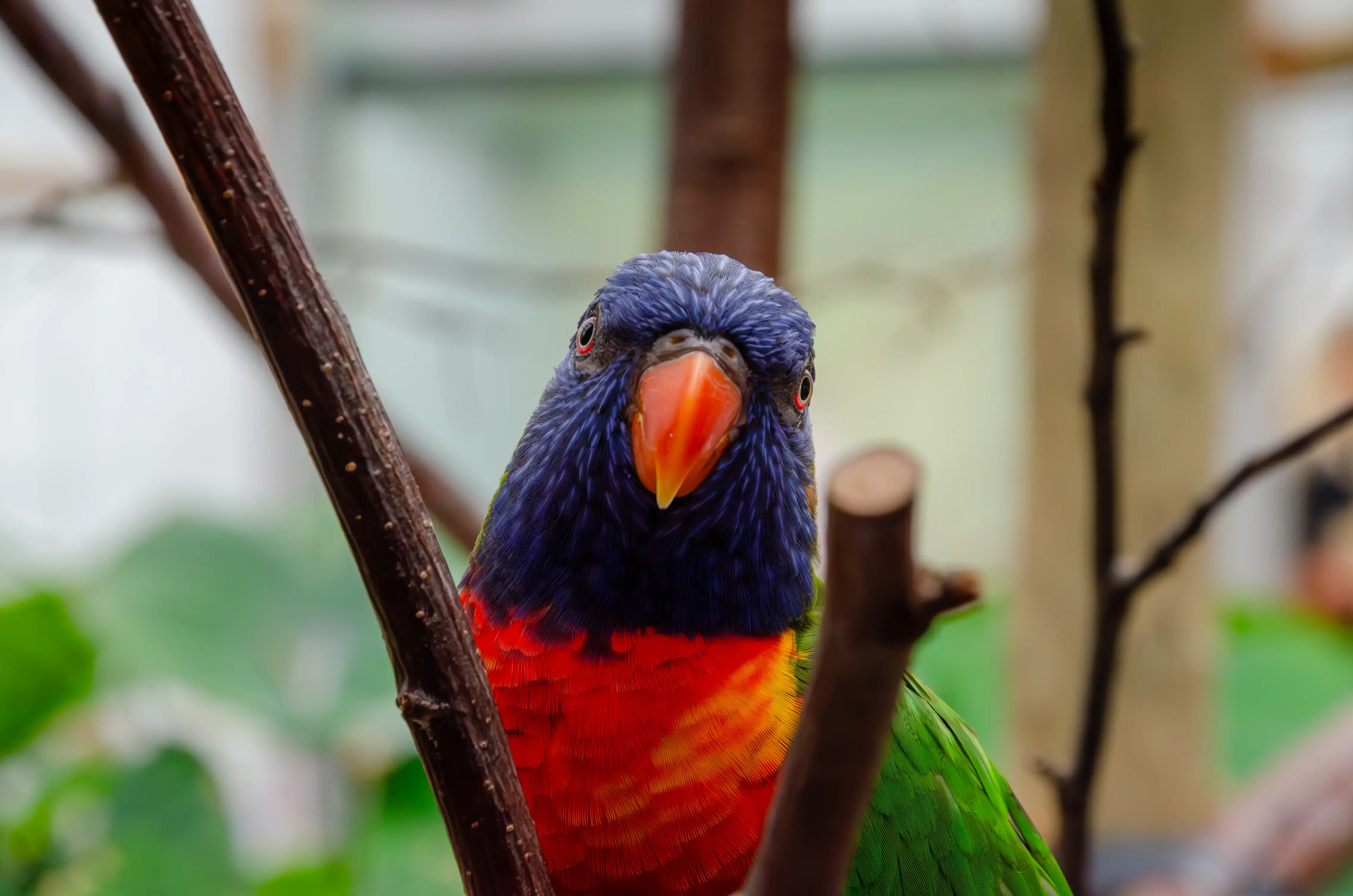 A tropical bird looking into the camera